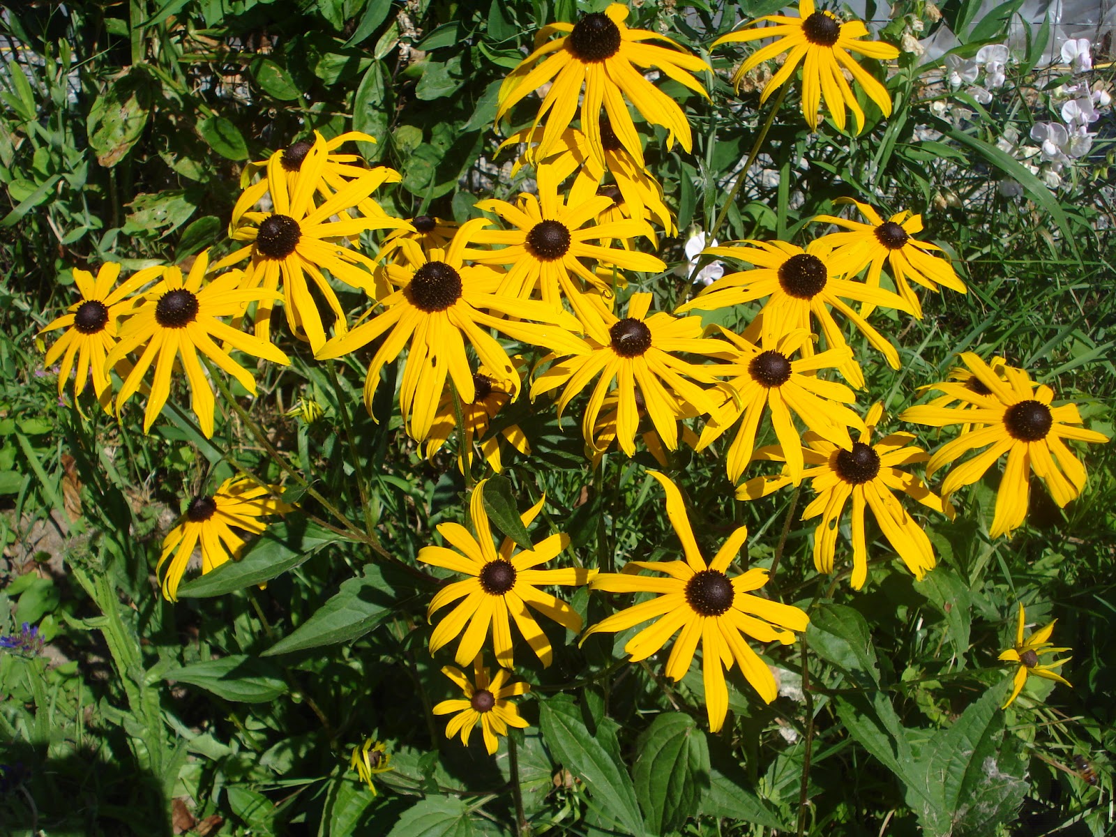 Peace Arch Weavers and Spinners Guild 100 Mile Wear