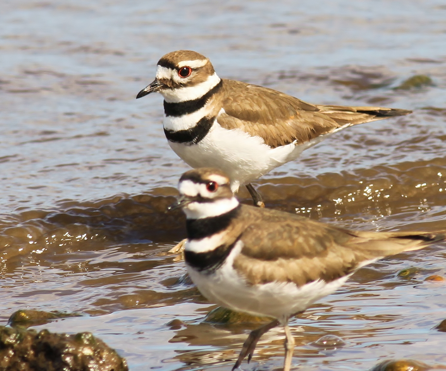 Killdeer of South Amboy Nature on the Edge of New York City
