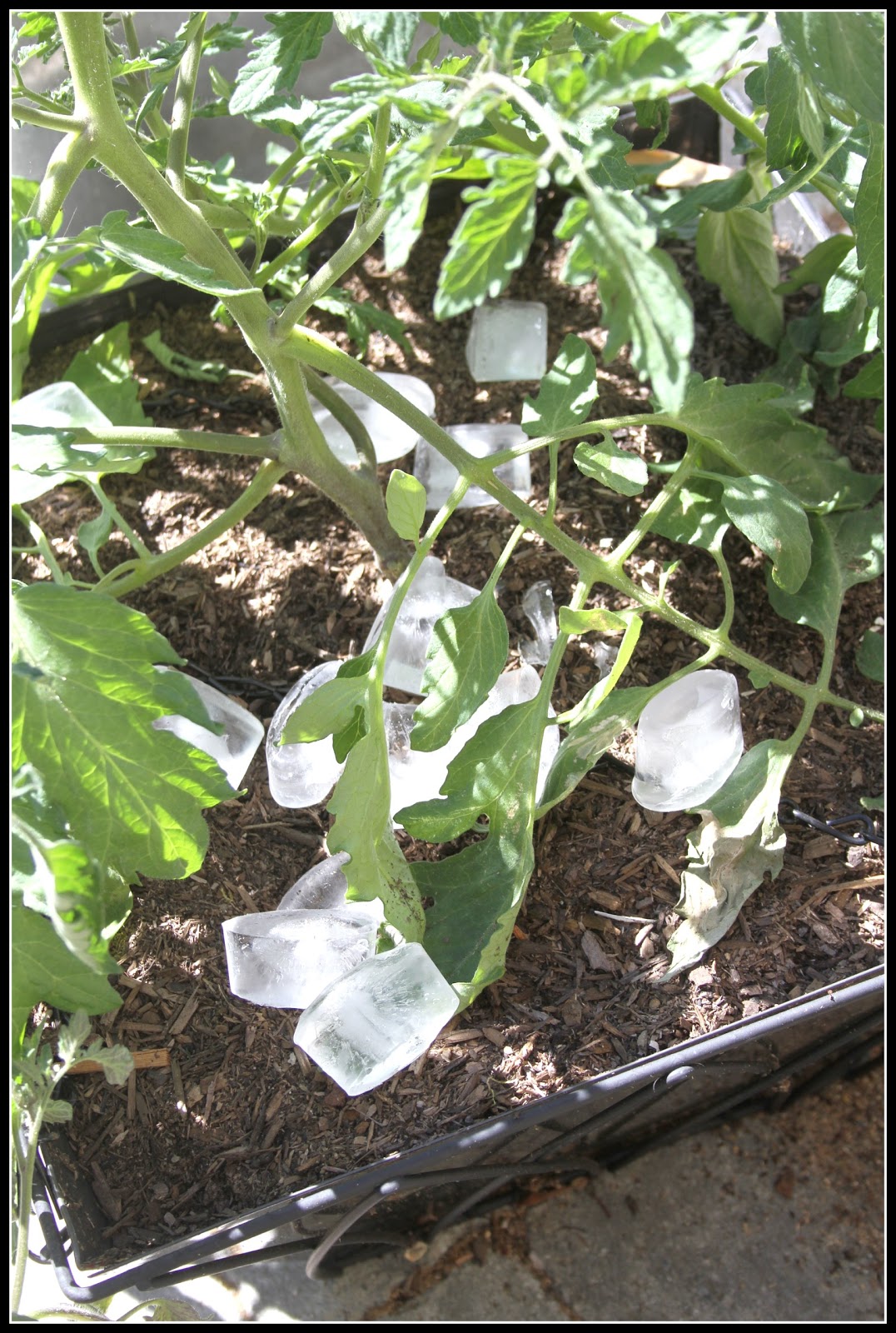 Desperate Gardener Tomato Tuesday Watering with Ice Cubes