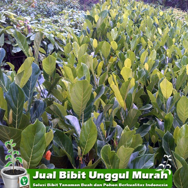 jual bibit nangka mini okulasi jual bibit murah jual bibit nangka mini okulasi jual bibit murah
