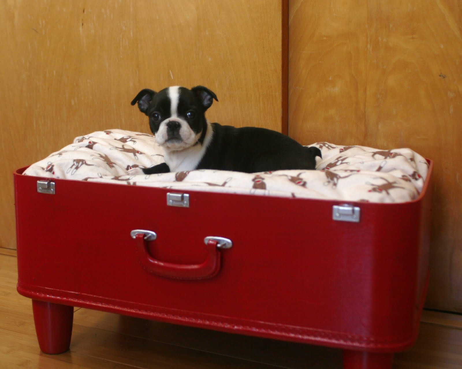Roosevelt Kid D.I.Y Suitcase Dog Bed