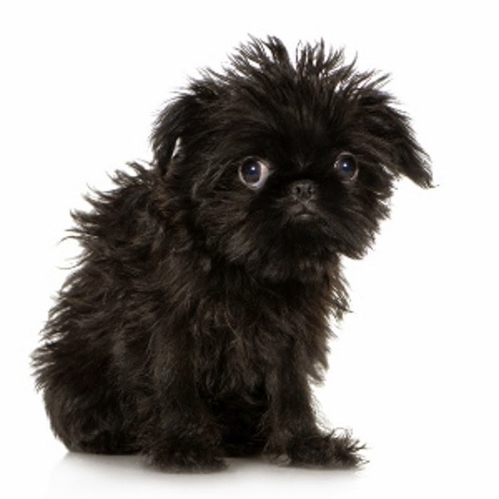 breeds with hair breeds with hair not fur breeds picture breeds with hair breeds with hair not fur breeds picture