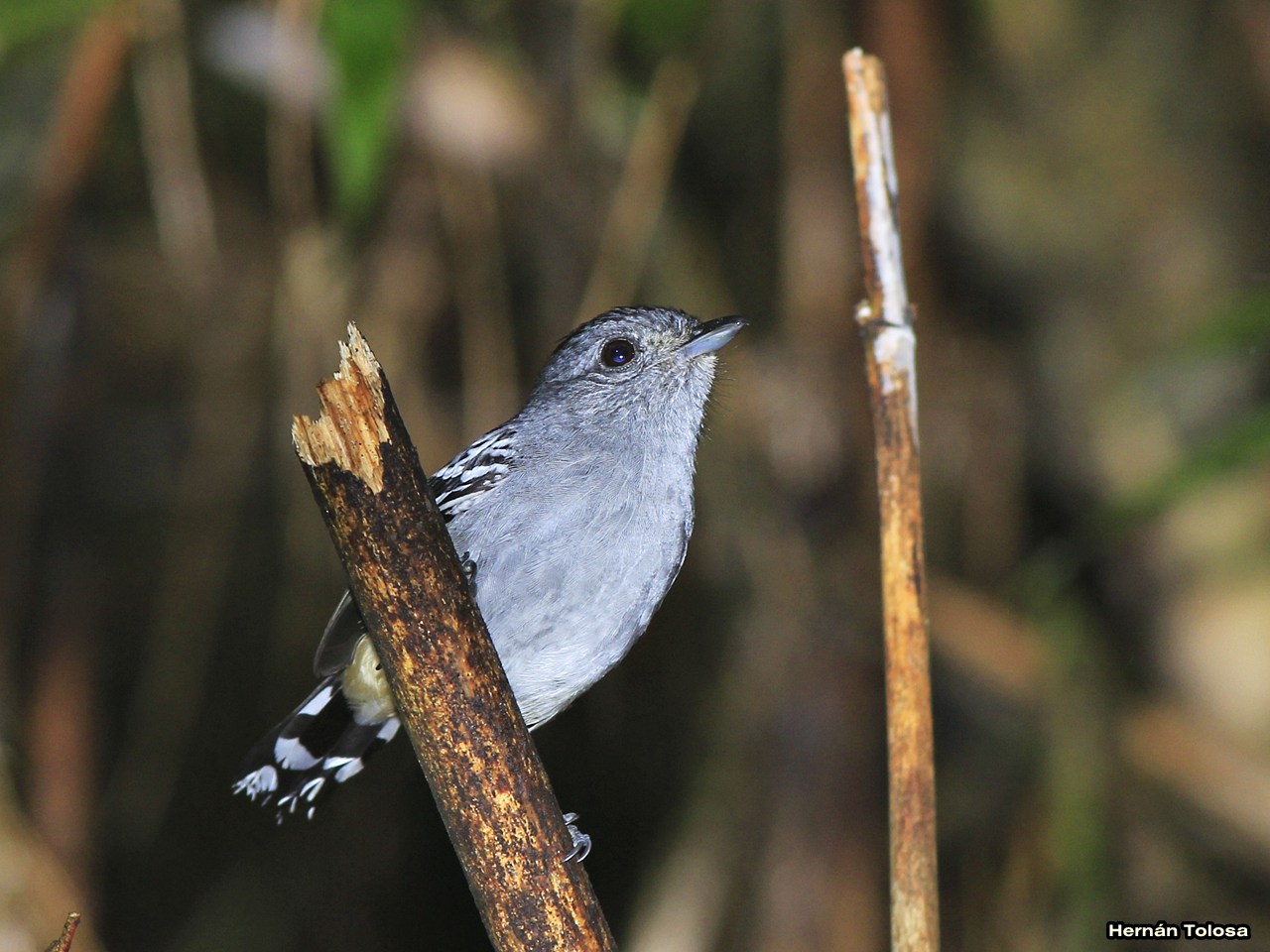 Aves de Argentina Choca común (Thamnophilus caerulescens)