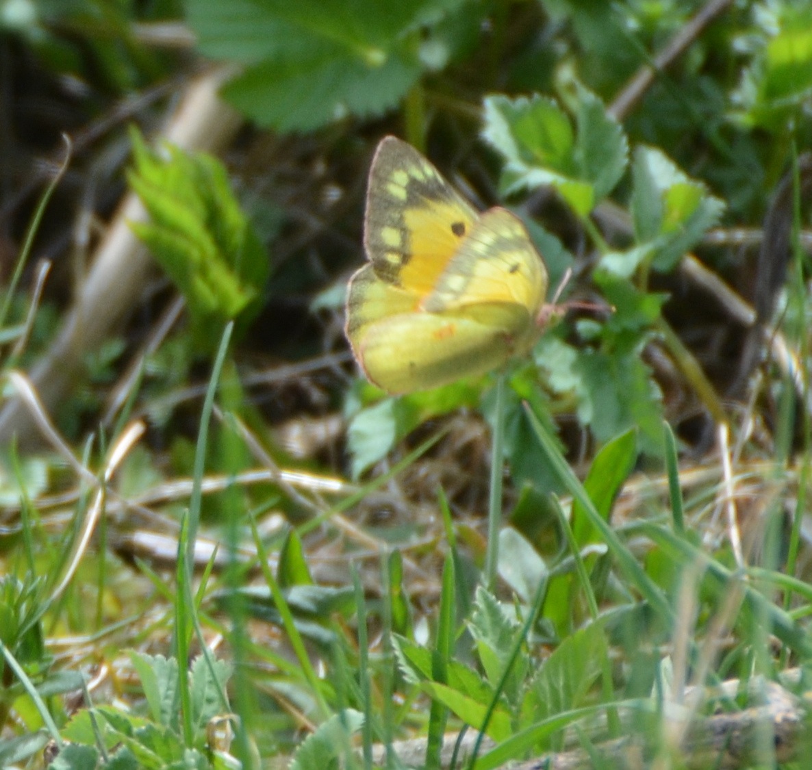 Species Of Uk Week 57 Small White Butterfly Pieris Rapae