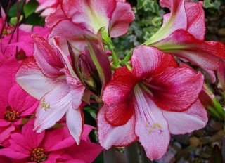 Surpreenda-se Com A Beleza Do Amaryllis!