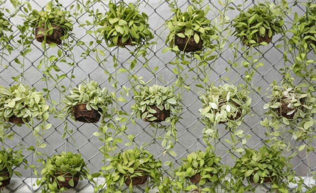 plantas para jardim vertical de garrafa pet:Casa, filhos, etc.: SIM! VOCÊ PODE TER UM JARDIM VERTICAL ALTERNATIVO plantas para jardim vertical de garrafa pet:Casa, filhos, etc.: SIM! VOCÊ PODE TER UM JARDIM VERTICAL ALTERNATIVO