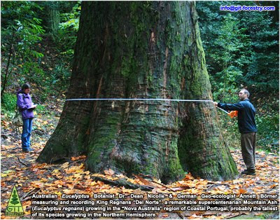 Australian eucalypt botanist Dr. Dean Nicolle and German Max Planck Institute geoecologist Dr Annett Boerner measure and record height and diameter of King Regnans, Giant Eucalyptus regnans in Central Portugal, probably the tallest Mountain Ash of the Northern Hemisphere, and possibly the tallest Eucalyptus regnans out of Australia / El botanico de eucaliptos Dr Dean Nicolle y la geoecologa alemana Dr Annett Boerner de la Sociedad Max Planck para el Avance de la Ciencia miden y catalogan al King Regnans, Eucalyptus regnans Gigante de Portugal, probablemente el eucalipto regnans mas alto del Hemisferio Norte y posiblemente el mas alto fuera de Australia / 澳大利亚桉树植物学博士院长尼科尔和德国马克斯普朗克研究所geoecologist博士阿内特Boerner测量和记录的高度和国王Regnans,巨桉中环葡萄牙regnans,最高的山灰可能是在北半球,也可能是最高的桉树regnans外径澳大利亚 / Australische eucalyptus botanicus Dr Dean Nicolle en Duitse Max Planck Instituut geoecologist Dr Annett Boerner meten en registreren van hoogte en diameter van King Regnans, Giant Eucalyptus regnans in Midden-Portugal, waarschijnlijk de hoogste Mountain Ash van het noordelijk halfrond, en eventueel de hoogste Eucalyptus regnans uit van Australië / Australian eucalypt kasvitieteilijä tri Dean Nicolle ja saksalainen Max Planck-instituutin geoecologist tohtori Annett Boerner mitata ja tallentaa korkeus ja halkaisija King Regnans, Giant Eukalyptus regnans Keski-Portugalissa, todennäköisesti korkein Mountain Ash pohjoisen pallonpuoliskon, ja mahdollisesti korkein Eucalyptus regnans ulos Australian / Australian Eukalyptus Botaniker Dr. Dean Nicolle und deutschen Max-Planck-Institut Geoökologe Dr. Annett Börner messen und aufzeichnen Höhe und Durchmesser des Königs Regnans, Giant Eucalyptus regnans in Zentral-Portugal, wahrscheinlich der größte Mountain Ash von der nördlichen Hemisphäre, und möglicherweise die höchste Eucalyptus regnans aus Australiens / オーストラリアのユーカリの植物博士ディーンニコールとドイツのマックスプランク研究所のgeoecologist博士アネットボアーナーメジャー記録の高さと直径キングレジャン中央ポルトガルの巨大ユーカリレジャン、北半球の、おそらく最も高いマウンテンアッシュ、そしておそらく最も高いユーカリレジャンのうちオーストラリア / 호주의 유칼립투스 식물학 박사 딘 Nicolle, 독일 맥스 플랑크 연구소 geoecologist 닥터 아네트 Boerner 측정 및 기록의 높이와 직경 킹 Regnans, 중앙 포르투갈 거대한 유칼립투스 regnans, 북반구의 아마 가장 높은 산악 애쉬, 그리고 아마도 가장 높은 유칼립투스 regnans 중에 호주 / Австралийский эвкалипт ботаник доктор Дин Николь и немецкого Института Макса Планка geoecologist доктора Аннетт Боернер меры и рекордная высота и диаметр короля Регнанс, гигантский эвкалипт Регнанс в Центральной Португалии, вероятно, самая высокая гора Аш в северном полушарии, и, возможно, самая высокая из эвкалипта Регнанс Австралии / Australiska eucalypt botanist Dr Dean Nicolle och tyska Max Planck-institutet geoecologist Dr Annett Boerner mäta och registrera höjd och diameter på King Regnans, Giant Eucalyptus Regnans i centrala Portugal, troligen det högsta berget Ash på norra halvklotet, och möjligen den högsta Regnans Eucalyptus ut i Australien / Avustralya eucalypt botanikçi Dr Dean Nicolle ve Alman Max Planck Enstitüsü geoecologist Dr Annett Boerner ölçmek ve kayıt çap ve boy Kral Regnans, Orta Portekiz'de Dev okaliptüs regnans, Kuzey Yarımküre muhtemelen uzun Mountain Ash ve muhtemelen uzun Okaliptüs regnans dışında Avustralya / O botânico australiano dos eucaiptos Dr. Dean Nicolle e a geoecologista do alemão Max Planck Institute Dr Annett Boerner registram medida da altura e diâmetro do Rei Regnans, Eucalyptus regnans no centro de Portugal, provavelmente a mais alta arvore da sua classe do Hemisfério Norte e, possivelmente, a mais alta Eucalyptus regnans fora da Austrália / Gustavo Iglesias Trabado / GIT Forestry Consulting SL, Consultoría y Servicios de Ingeniería Agroforestal, Galicia, España, Spain / Eucalyptologics, information resources on Eucalyptus cultivation around the world / Eucalyptologics, recursos de informacion sobre el cultivo del eucalipto en el mundo