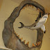 Dinosaurus Terbesar di Laut