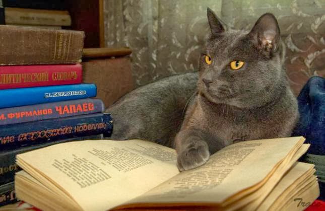 chat discussion rencontre