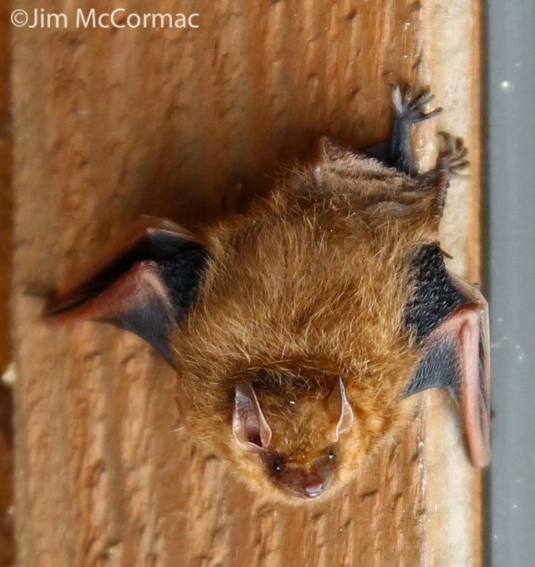 Ohio Birds and Biodiversity Tricolored Bats!