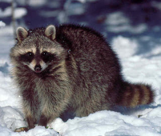 raccoon wildlife animal