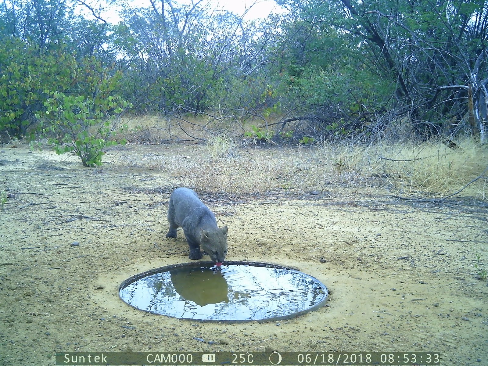 Gato mourisco na bebida