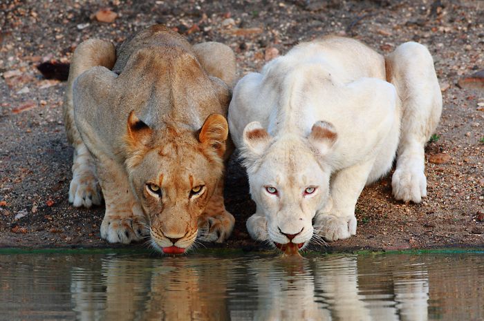 white+lions+return.jpg