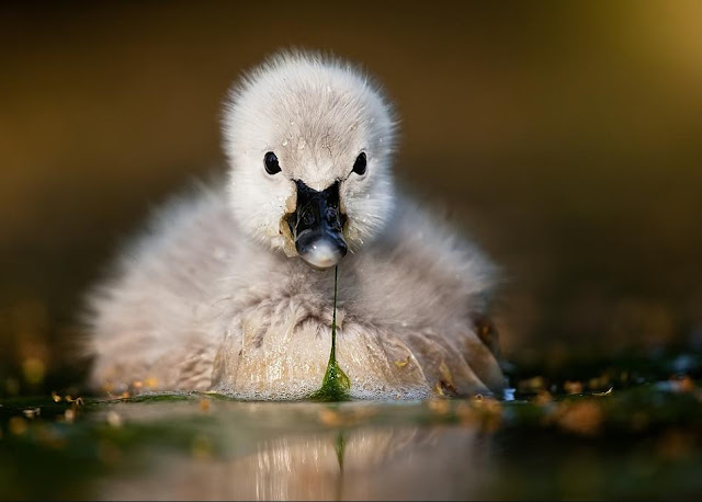 Cutest-Wild-Baby-Animals-CUTE+ANIMALS+PHOTOS+BABY+ANIMALS+BEAUTIFUL+ANIMALS+BEAUTIFUL+CATS+BEAUTIFUL+DOGS+ENJOY+FREEDOM+NATURE+suresh+koyal+picsvan.bl+(6).jpg