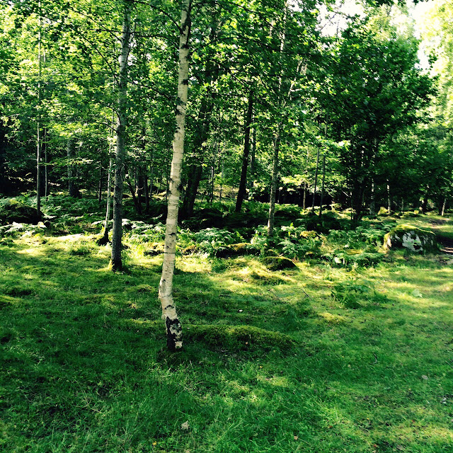 Schwedischer Wald
