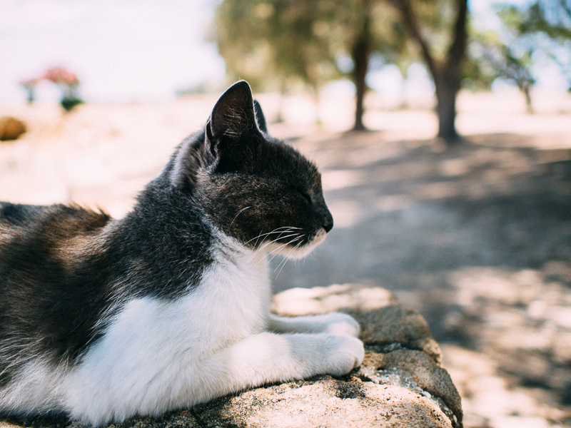 cat Paphos cyprus