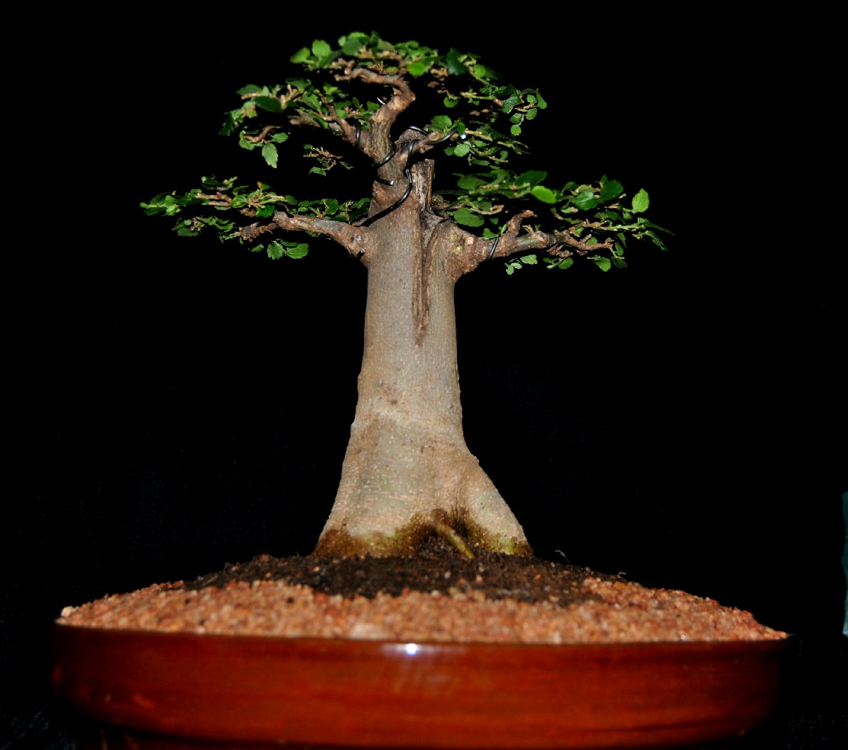 Celtis In A Baobab Style LENNARD39S BONSAI BEGINNINGS Celtis In A Baobab Style LENNARD39S BONSAI BEGINNINGS