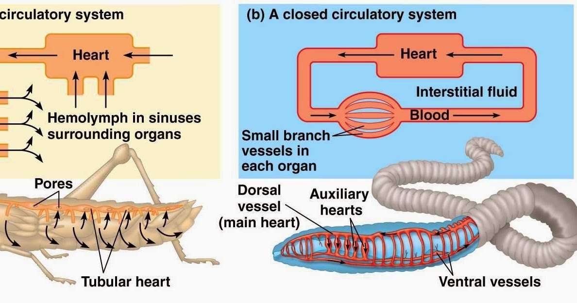 BRIEF REVIEW AND DIFFERENCE BETWEEN OPEN AND CLOSED CIRCULATORY SYSTEM