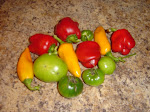 Vegetables from Thyme's 2010 Garden