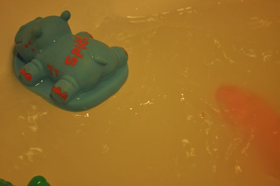 Hippos Bum
