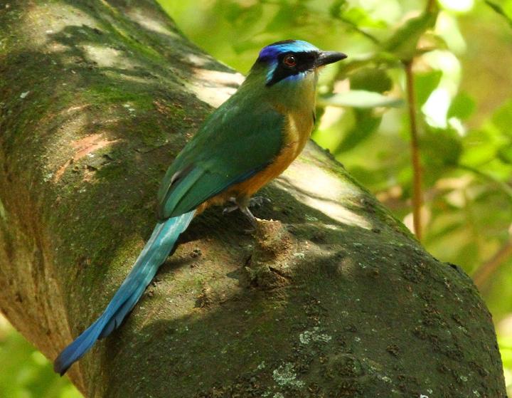 Udu-de-coroa-azul udu coroa azul