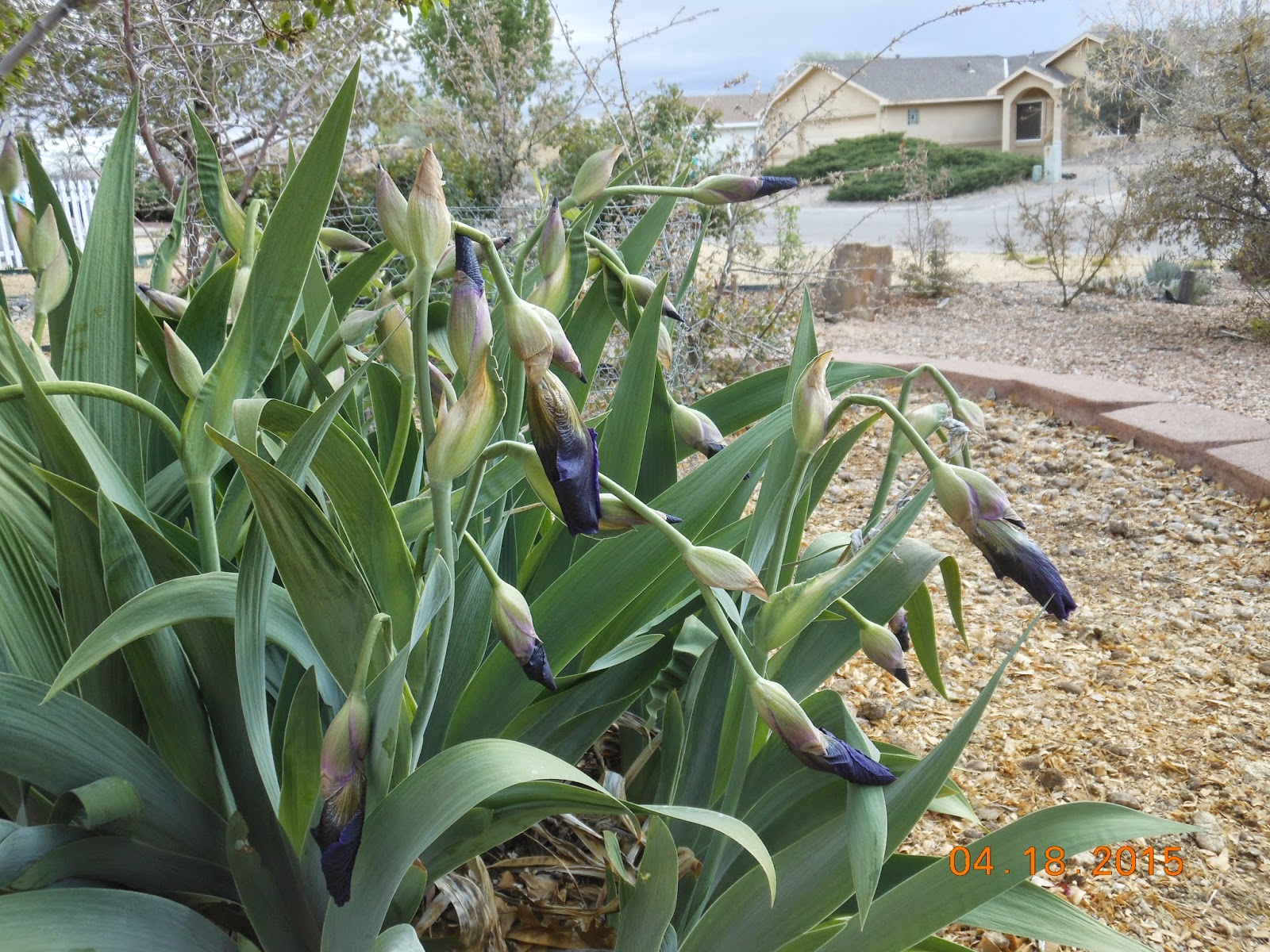 The Good and Bad News About The Freeze Damage To Your Plants.....