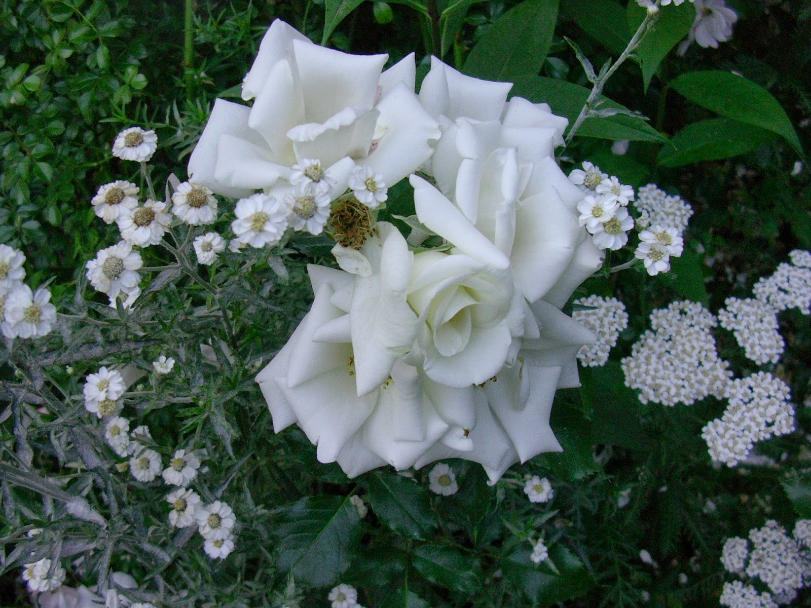 Un piccolo giardino in città : fiori bianchi perchè...