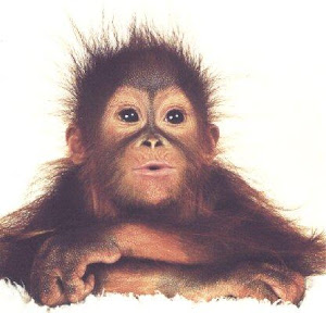 cute orangotan