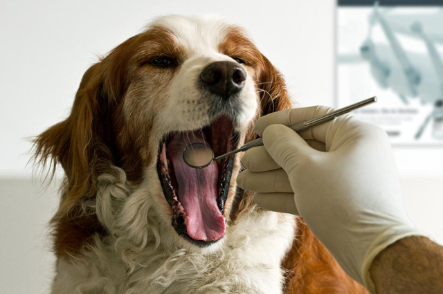 15 fotos de animais em situações engraçadas