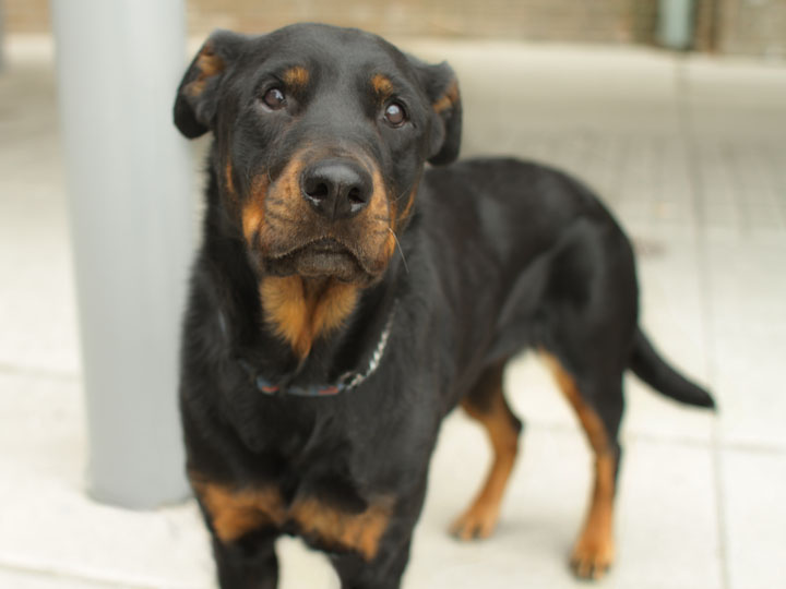 rottweiller mix rottweiler mix www imgkid the image kid has it rottweiller mix rottweiler mix www imgkid the image kid has it
