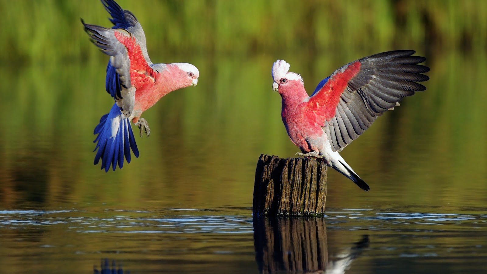 Beautiful Birds HD Wallpapers for Android