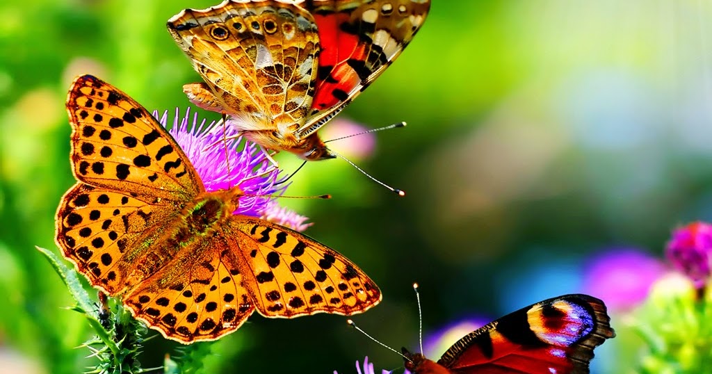 Unduh 1000 Wallpaper Alam Hewan HD Paling Keren Unduh 1000 Wallpaper Alam Hewan HD Paling Keren