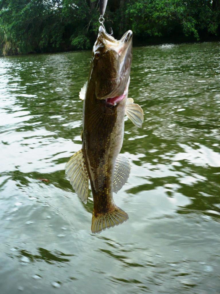 Un grito por la Guabina del Este