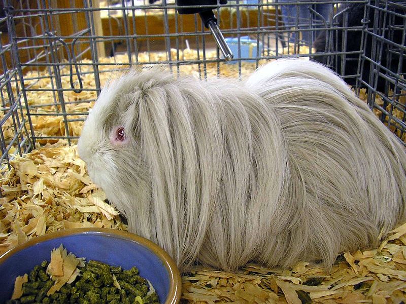 The Pet Parade Facts About Silkie Guinea Pigs and Abyssinian Guinea Pigs