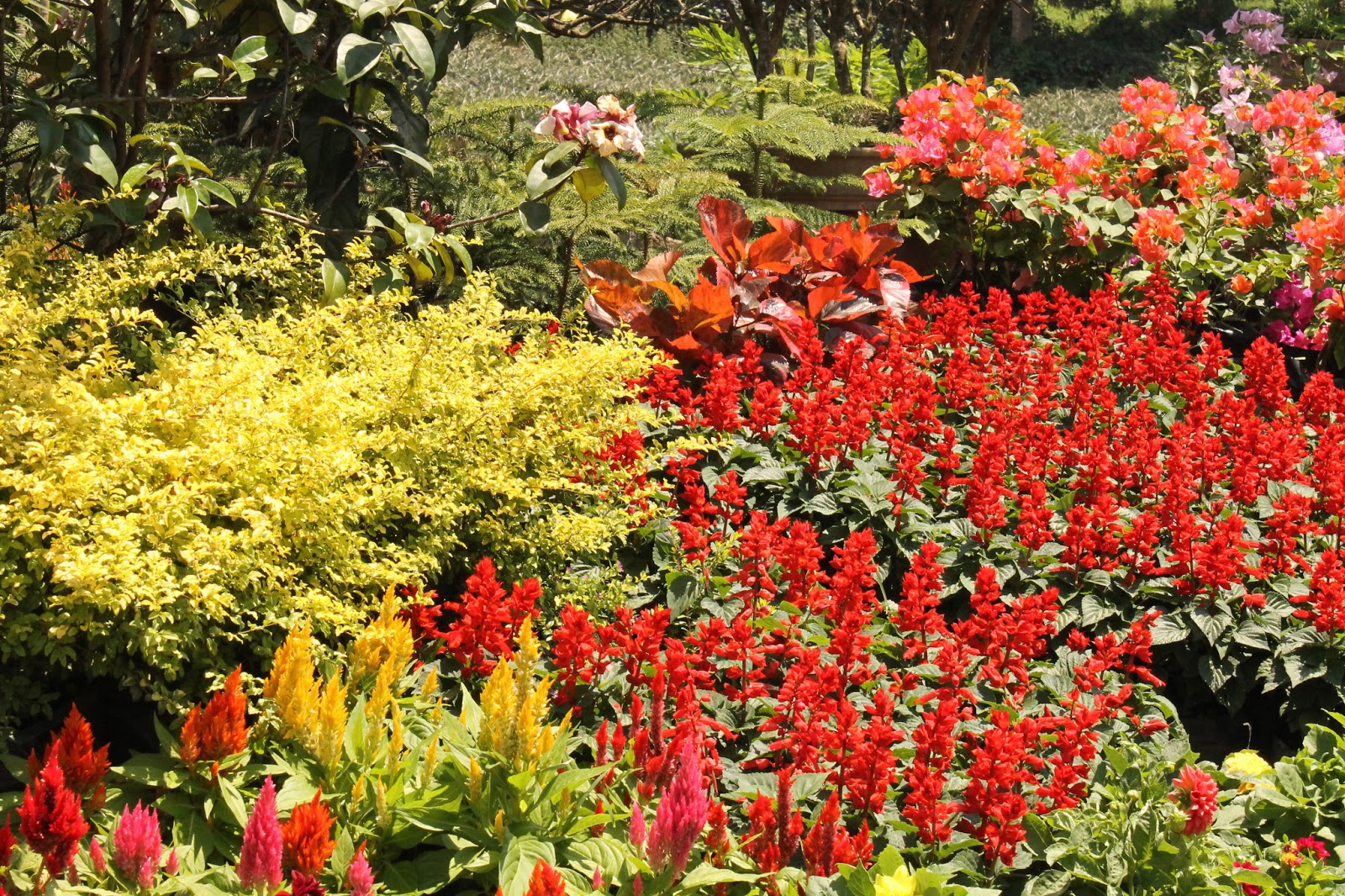 How To Grow Argyrocytisus Battandieri The Garden Of Eaden