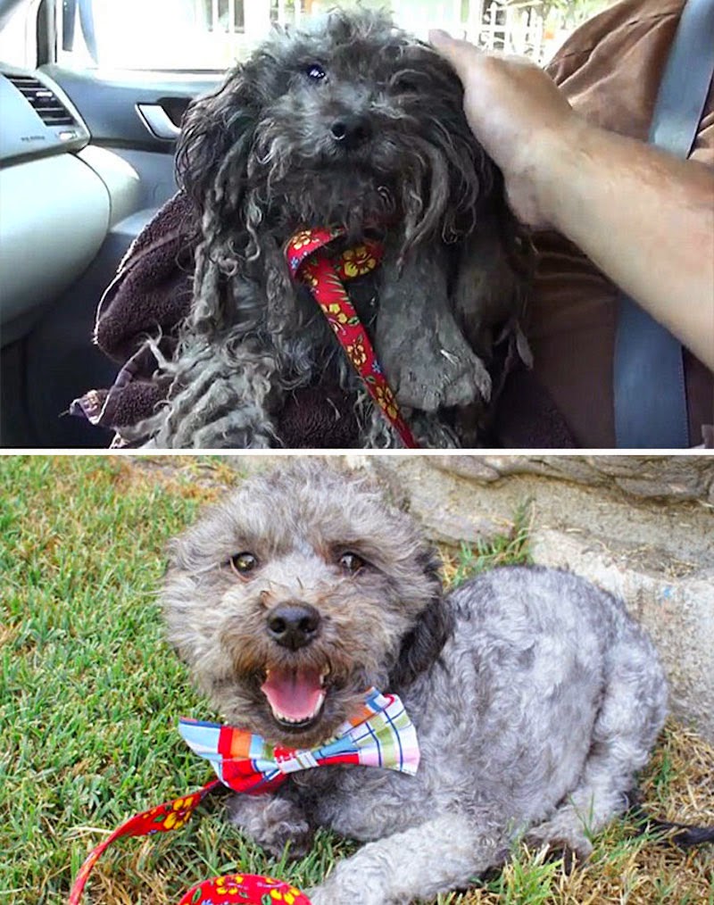 Theo - 16 Before-and-After Photos Of Rescued Dogs Theo - 16 Before-and-After Photos Of Rescued Dogs