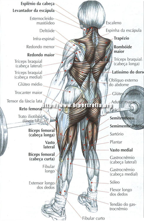 Levantamento terra: saiba como fazer e quais são os músculos trabalhados -  Minha Vida