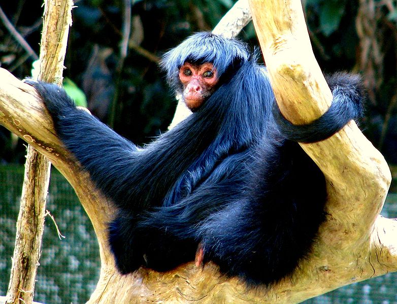 Macaco Aranha de Cara Preta, Fundação Parque Zoológico de S…