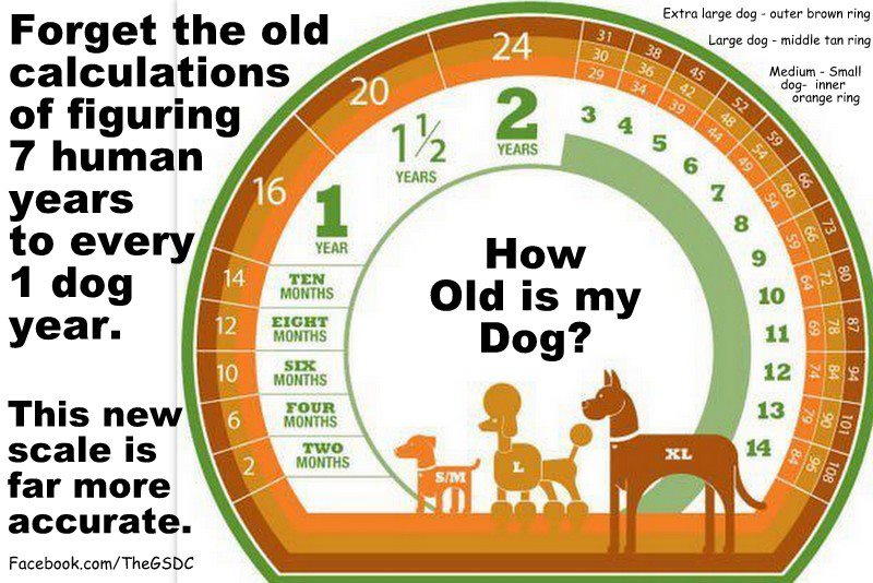 Cat To Human Years Conversion Cat To Human Years Conversion