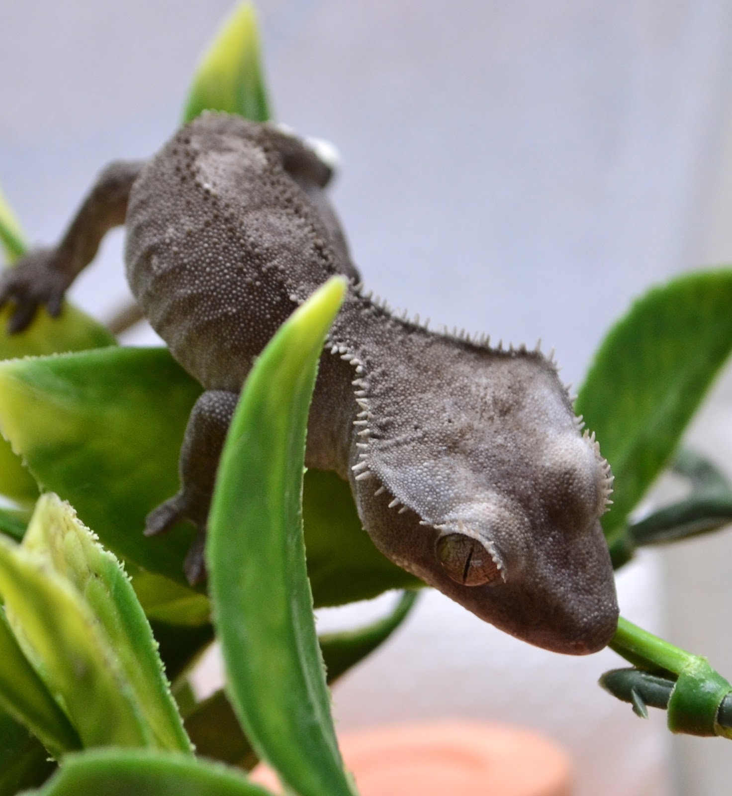 Couple of shots of the grey crested geckos - Reptile Forums