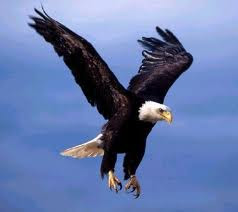Gambar Burung Elang