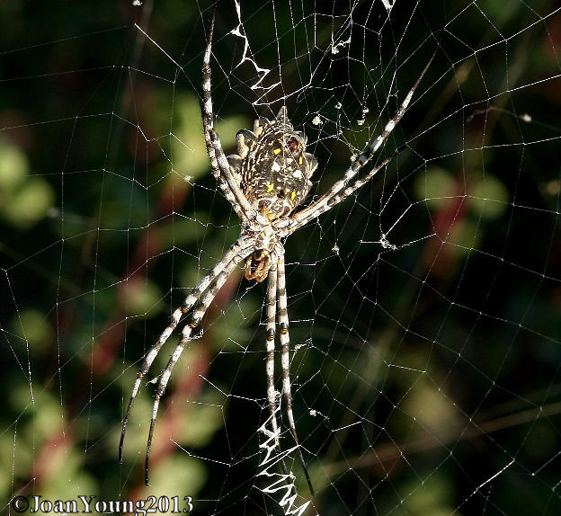 South African Photographs Common Garden Orb Web Spider Argiope