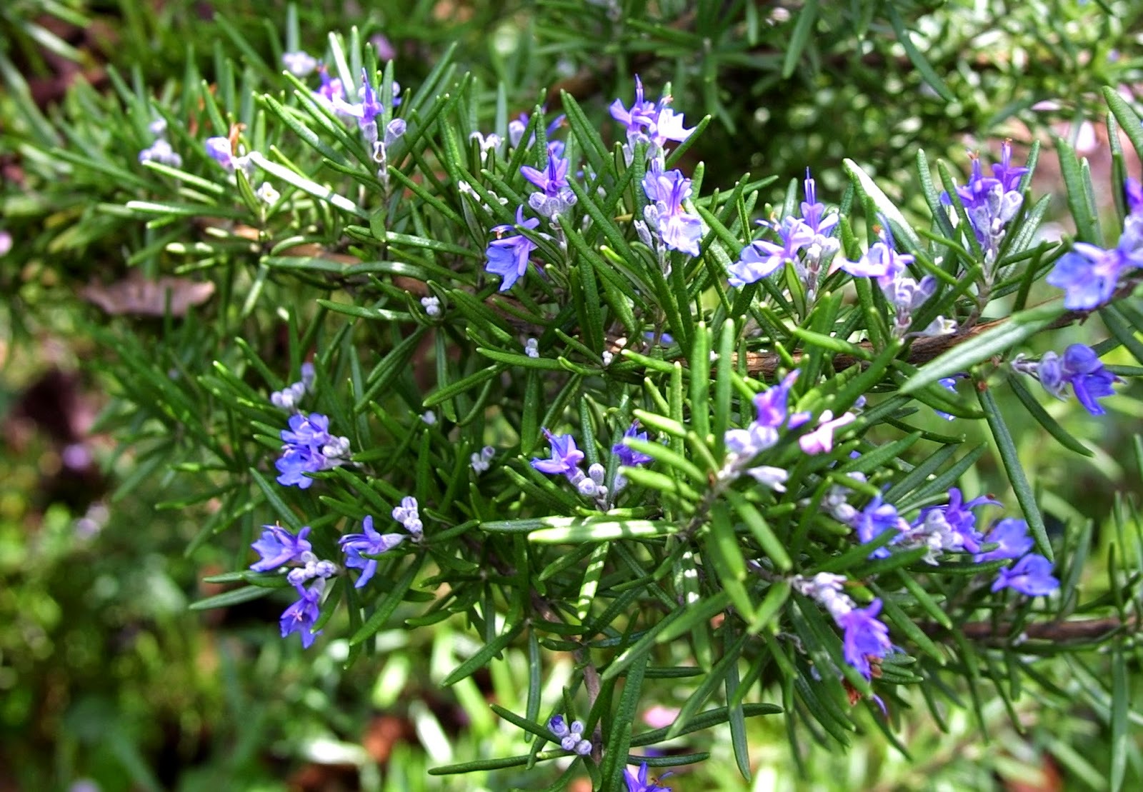 Rosemary Image