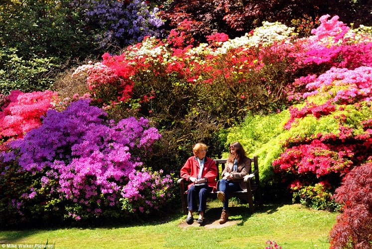 [Image: ngam-vuon-hoa-khoe-sac-giua-ngay-he-o-nuoc-anh-2.jpg]