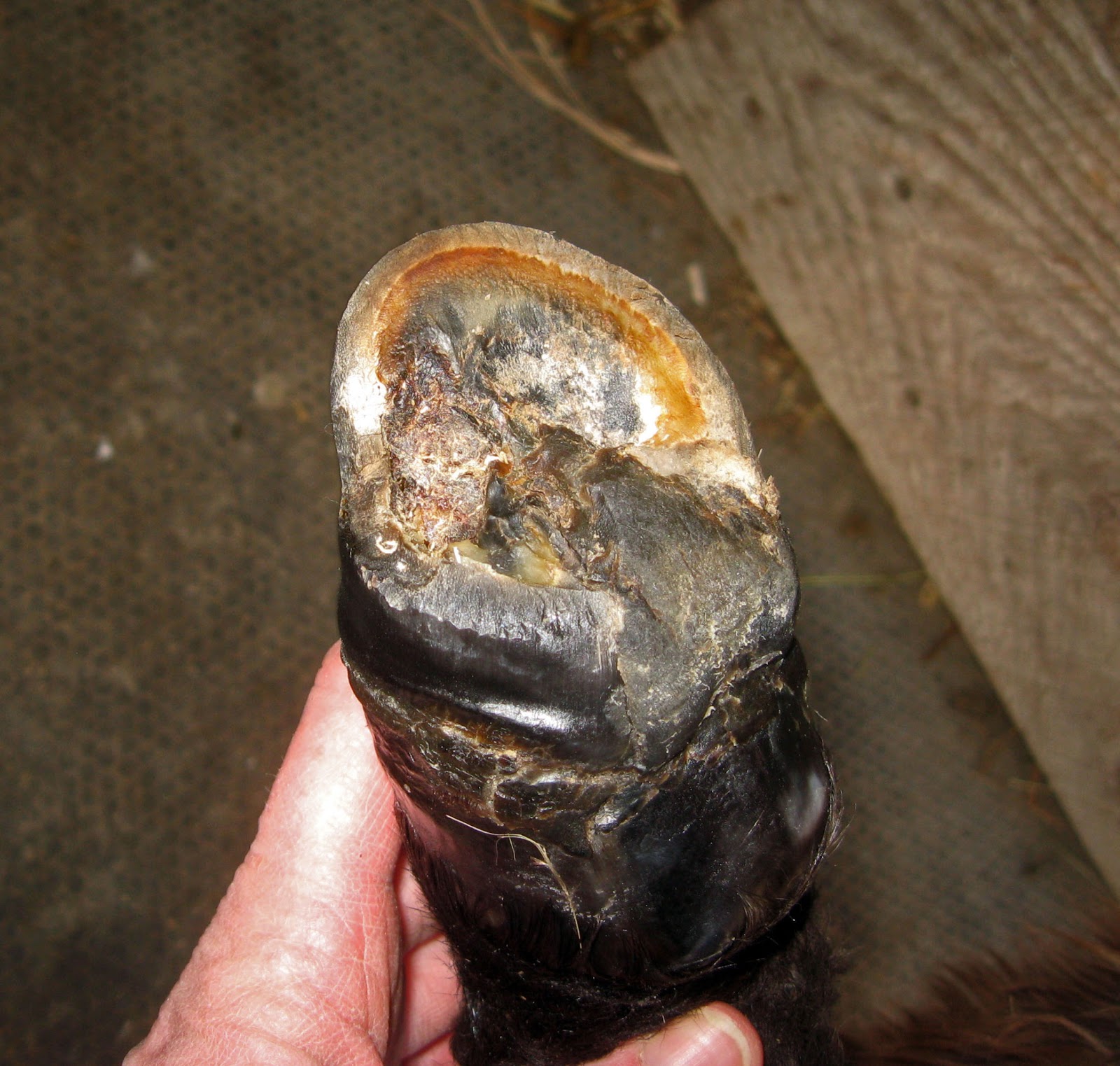 The Dancing Donkey A Foot Update