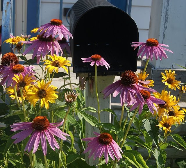 Perennials Around the Post Box