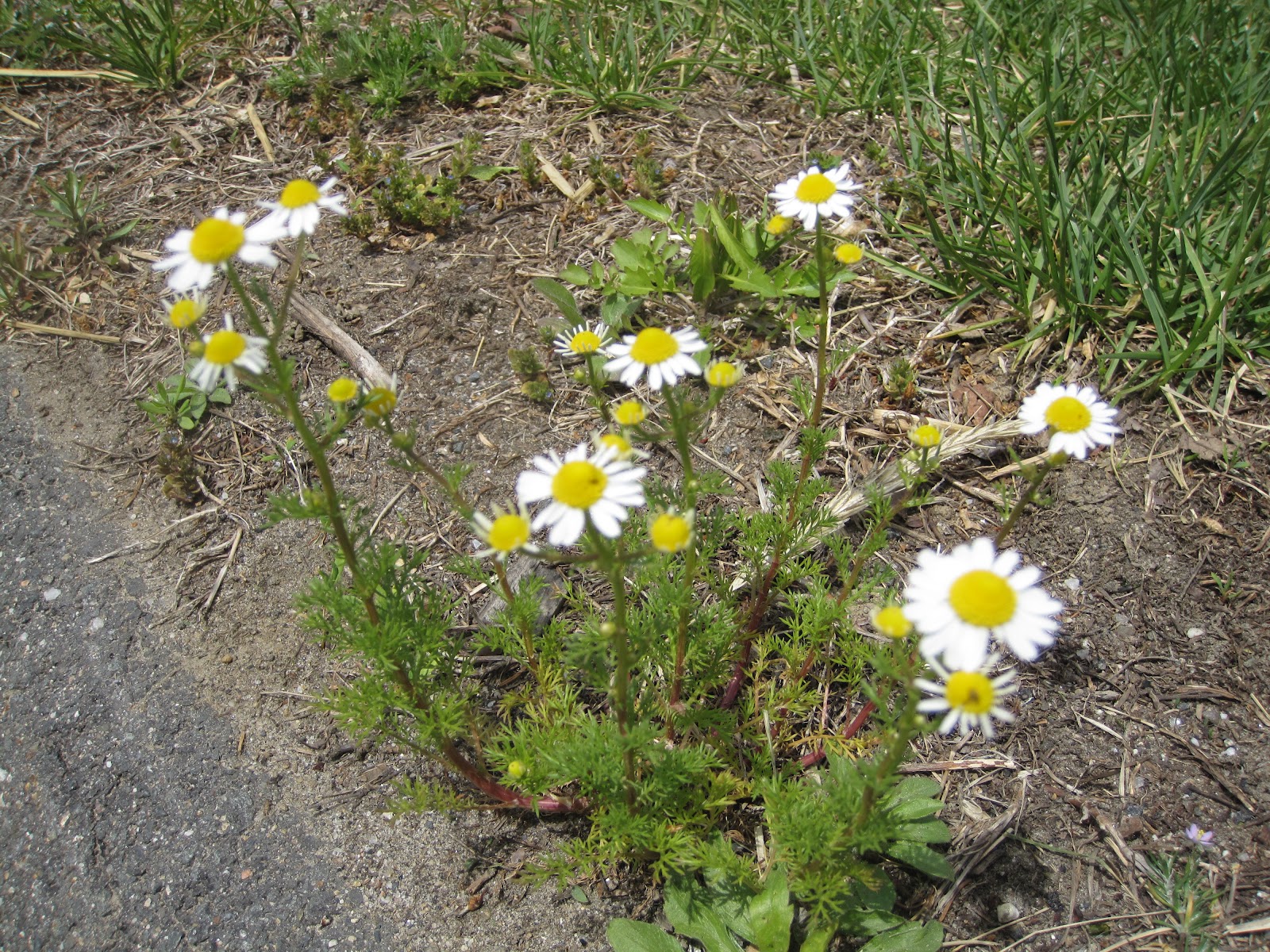 Oil Changes the anti food blog food blog chamomile