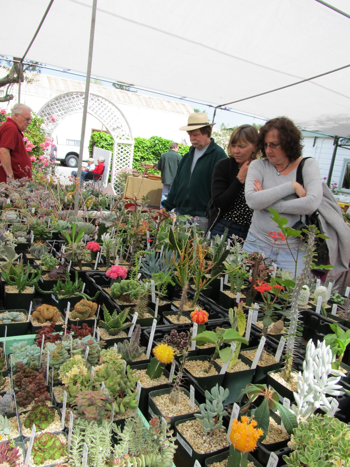 CACTUS & SUCCULENTS SHOW cAcTuS y SuCuLeNtAs