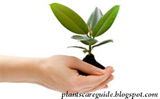 Rubber House plant Care