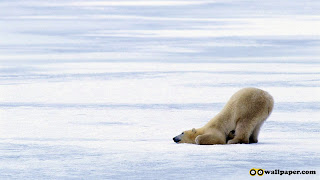 White Bear White Bear